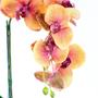 Imagem de Arranjo de Orquídea 3D Laranja em Tubo de Vidro