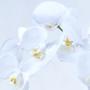 Imagem de Arranjo de Orquídea Artificial Branca 4 Hastes em Terrário Rose