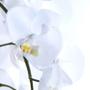 Imagem de Arranjo de Orquídea Artificial Branca de Silicone em Vaso Preto