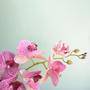 Imagem de Arranjo de Orquídea Artificial Rosa no Vaso Vidro  Formosinha