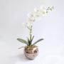 Imagem de Arranjo de Orquídea Branca de Silicone no Vaso Vidro P  Formosinha