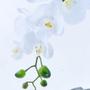 Imagem de Arranjo de Orquídea Branca Toque Real Espelhado Eros
