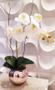 Imagem de Arranjo de Orquídea Branca Vaso Rose 15cm