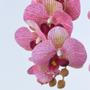 Imagem de Arranjo de Orquídea com Estrias Rosa em Vaso Rose Gold