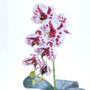 Imagem de Arranjo de Orquídea Mesclada em Vaso Branco Fosco Lívia