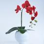 Imagem de Arranjo de Orquídea Vermelha em Vaso Branco Fosco