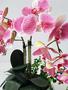 Imagem de Arranjo Flor Orquídeas Artificiais Toque Real No Vaso Montado