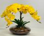 Imagem de Arranjo Flores Orquídea Com Vaso Grande - Amarela 3D