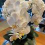 Imagem de Arranjo Grande Centro de Mesa 3 Orquídeas Branca 3d Vaso Branco