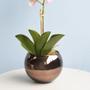 Imagem de Arranjo Orquídea Artificial Rosa no Vaso Bronze M  Formosinha