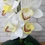 Imagem de Arranjo orquidea branca toque real com vaso preto 50ax20l/cm