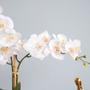 Imagem de Arranjo Orquídeas Artificiais Branca no Vaso de Vidro  Formosinha