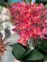 Imagem de Arranjo Orquideas Pink Cymbidium 3d silicone luxo