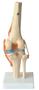Imagem de Articulação Do Joelho Com Ligamentos