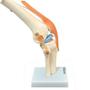 Imagem de Articulação Do Joelho Com Ligamentos Esqueleto Anatomia