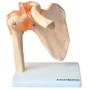 Imagem de Articulação Do Ombro Com Ligamentos