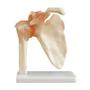 Imagem de Articulação do Ombro com Ligamentos