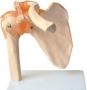 Imagem de Articulação do Ombro com Ligamentos