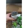 Imagem de Artificiais Mini Suculentas e Mini Cactus Vaso Cerâmica Branco decoraçao de casa