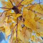 Imagem de Árvore Artificial Fícus Outono Amarelo Grande Sem Vaso Decoração