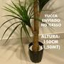 Imagem de Árvore Artificial Yucca 150cm Planta Permanente no Gesso (Yuka)