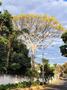 Imagem de Árvore Guapuruvu/ Schizolobium Parahyba - 100gr / 50 Sementes