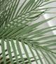 Imagem de Arvore Planta Palmeira Areca 120cm (COM POTE) Coqueiro