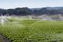Imagem de Aspersor Impacto Irrigação Implebras IM22 Rosca 3/4 Kit 10un