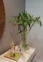 Imagem de Bambu Da Sorte Planta Com 15 Hastes 40cm