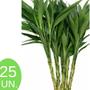 Imagem de Bambu Da Sorte Planta Com 25 Hastes 40cm