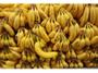 Imagem de Bananeira - Banana D'água Nanica Muda Envio Imediato Pronta entrega