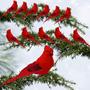 Imagem de BANBERRY DESIGNS Cardinal Clip On Christmas Tree Ornament Decorations - Red Velvet & Feathers Conjunto de 12 peças Cada um tem 5 "de comprimento