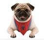 Imagem de Bandana Cachorro PP/P Pets Marvel Homem Aranha Produto Oficial Regina Festas - Inspire sua Festa Loja