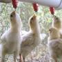 Imagem de Bebedouro automático para granja - aves - coelho 50 Pçs