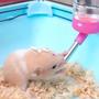 Imagem de Bebedouro para Hamster Rato 125ml Kit 3 unidades Cor Sortida Roedores Porquinho da India Coelho Furao Higienico Duravel Resistente