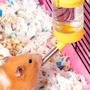 Imagem de Bebedouro para Hamster Rato 125ml Kit 3 unidades Cor Sortida Roedores Porquinho da India Coelho Furao Higienico Duravel Resistente