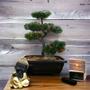 Imagem de Belíssimo arranjo arvore bonsai artificial - realista