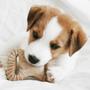 Imagem de Benebone Puppy Tiny Wishbone/Dental Chew Bacon