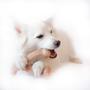 Imagem de Benebone Wishbone Bacon - G