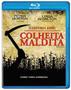 Imagem de Blu-Ray Colheita Maldita - Linda Hamilton, Peter Horton - 952729