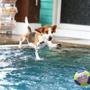 Imagem de Bola Aquática Interativa Para Cachorro e Gato Brinquedo PET Bolinha Para Cães Que Flutua Na Água Aqua Toy Aqua Toy