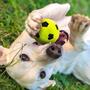 Imagem de Bola de Futebol Nerf para Cães - 2 Unidades com Crunch Interativo (7,6cm)