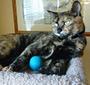 Imagem de Bolas de brinquedo Felt Cat Earthtone Solutions Wool para gatos