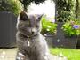 Imagem de Bolhas Comestíveis Incredibubbles Cat Catnip Para Gatos 20ml