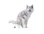 Imagem de Boneco Colecionável HiPlay JXK Siberian Husky - Escala 1:6 para Cães