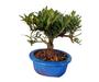 Imagem de Bonsai de Jasmin Florindo lindo