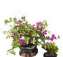 Imagem de Bonsai de primavera bounganvillea variegata roxa exótica 15 anos com flores