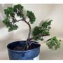 Imagem de Bonsai Shimpaku (juniperus chinensis) B173