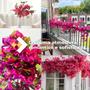 Imagem de Bougainville artificial ideal para arranjos e decoração de casamento
