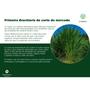 Imagem de Brachiaria Hibrida Cobra p/ Gado de Corte 4kg